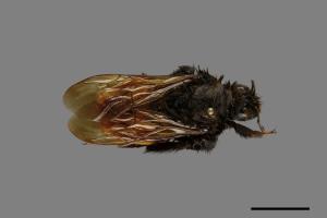 Bombus bicoloratus[雙色熊蜂][00074740]