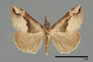 Hypena gonospilalis[00009946]