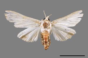 Cirrhochrista spissalis[00064924]