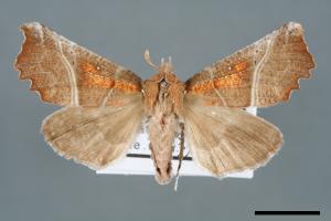 Scoliopteryx libatrix[00006802]