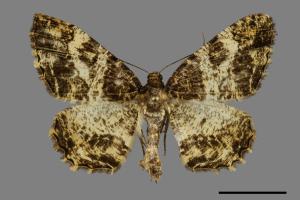 Deileptenia argillacearia[台灣微黃尺蛾][00092454]