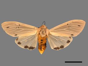 Creatonotos transiens vacillans[八點燈蛾][00055883]