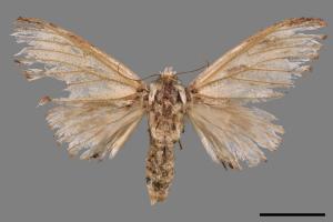 Neopheosia fasciata fasciata[00039683]