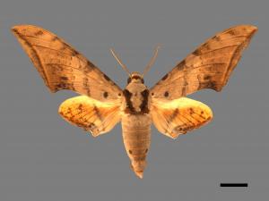 Ambulyx sericeipennis[臺灣鷹翅天蛾][00016672]