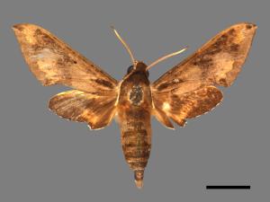 Rhagastis binoculata[雙斑白肩天蛾][00017722]