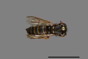 Vespula rufa[北方黃胡蜂][00073240]