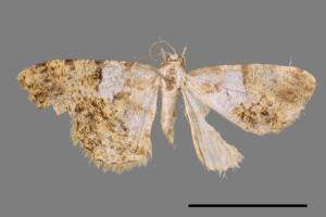 Psilalcis albibasis[半黃碎紋尺蛾][00021835]