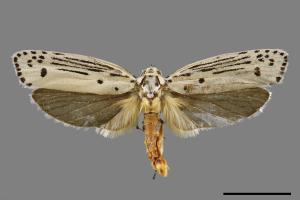 Ethmia lineatonotella[點帶織葉蛾][00061444]