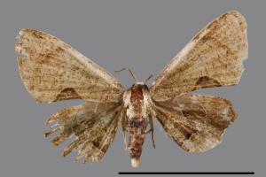 <已分類>Genus：Phazaca[00042043]