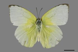 Catopsilia pomona[銀紋淡黃蝶][00102076]