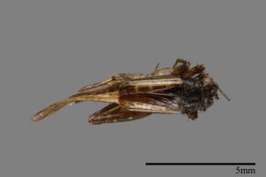 <已分類>Family：Nemobiidae[地蟋科][00054395]