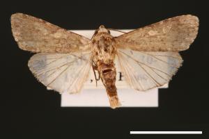 Spodoptera exigua[甜菜夜蛾][00002748]