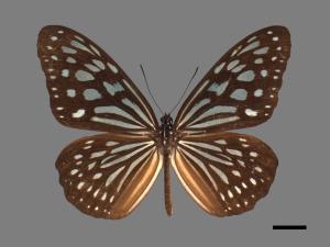 Ideopsis similis[琉球青斑蝶][00024780]