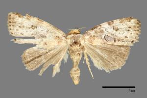 Bryophilina mollicula[00009454]