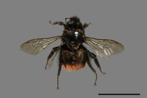 Bombus formosellus[信義熊蜂][00074726]