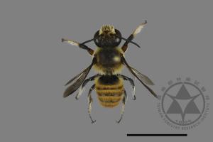 Megachile bicolor kagiana kagiana[雙色切葉蜂嘉義亞種][00198548]