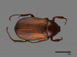 Bunbunius opacipennis[缺光褐金龜][00084234]