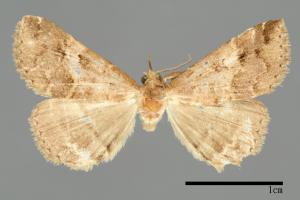 Bertula hadenalis persimilis[00010236]