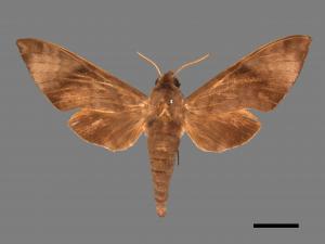 Acosmeryx formosana[臺灣缺角天蛾][00016861]