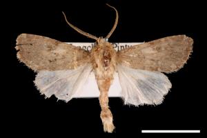 Spodoptera pecten[梳灰翅夜蛾][00029450]