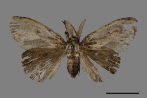 Ilema olivacea[角斑毒蛾][00045526]