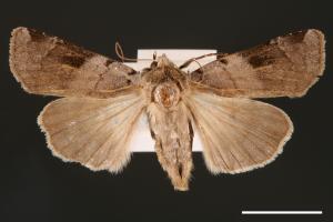 Diarsia nigrafasciata[黑帶歹夜蛾][00000895]