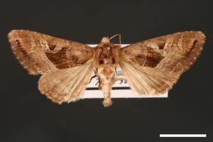 Phlogophora conservuloides[燭影錦夜蛾][00002006]