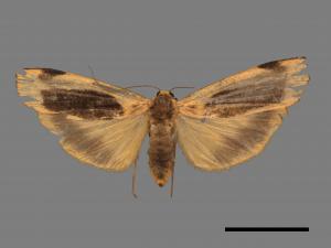 Thysanoptyx incurvata[長斑土苔蛾][00045497]