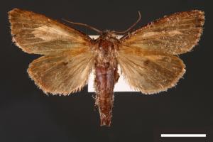 Nonagria nigropunctata[00002665]