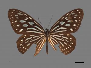 Ideopsis similis[琉球青斑蝶][00027403]