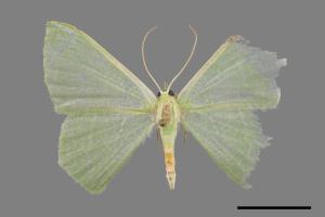 Thalassodes immisarius opalinus[粗脛翠尺蛾][00034573]