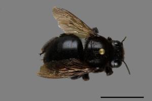 Xylocopa fuliginata[圓黑木蜂][00074775]