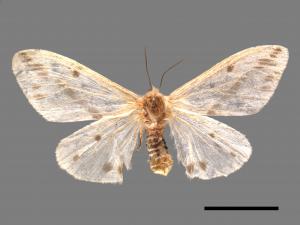 Lemyra rhodophilodes[姬白污燈蛾][00042610]
