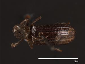 Dicraeosis carinatus[00080681]
