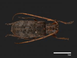 Monochamus convexicollis[狹胸長角天牛][00090381]