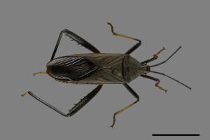 Notobitus meleagris[黑竹緣蝽][00087875]