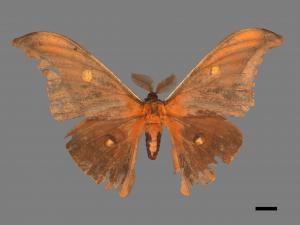 Antheraea formosana[紅目天蠶蛾][00016008]