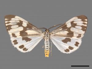 Nyctemera adversata[粉蝶燈蛾][00022730]