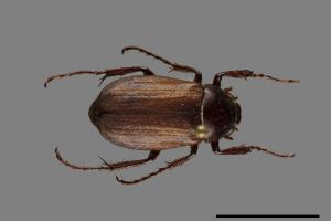 Bunbunius opacipennis[缺光褐金龜][00091611]