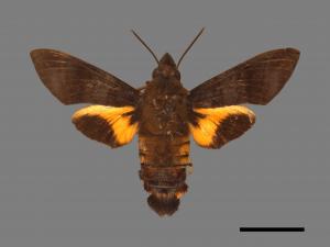 Cephonodes hylas[大透翅天蛾][00016907]