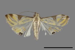 Talanga sexpunctalis[00092753]