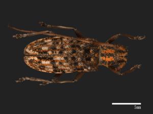 Monochamus alternatus[松斑天牛][00086196]