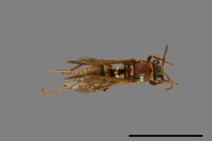 Polistes shirakii[shirakii][00072766]