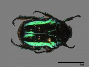 Protaetia inquinata[藍艷白點花金龜][00081483]