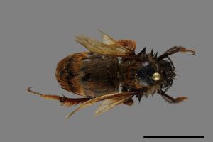 Bombus eximius[精選熊蜂][00074738]