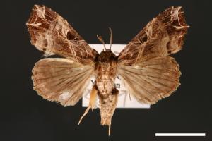Callopistria maillardi[粉紅帶散紋夜蛾][00002399]