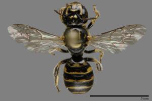 <已分類>Genus：Ceratina[00093525]
