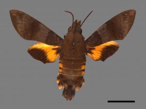 Macroglossum corythus luteata[黃紋長喙天蛾][00016507]