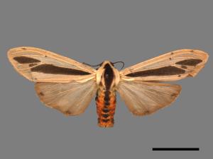 Creatonotos gangis[黑條灰燈蛾][00022206]