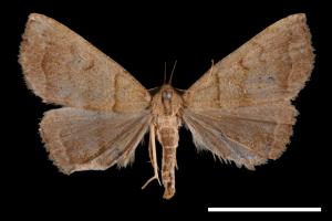 <已分類>Genus：Zanclognatha[00011538]